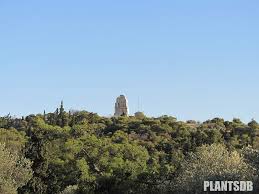 ΛΟΦΟΣ ΝΥΜΦΩΝ